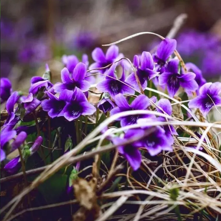山东紫花地丁出售 紫花地丁小苗 紫花地丁批发价格 夏杰花卉