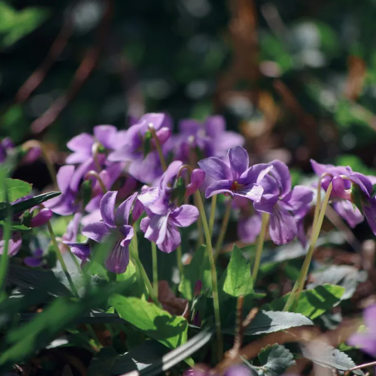 基地供应紫花地丁 盆栽紫花地丁出售 紫花地丁小苗