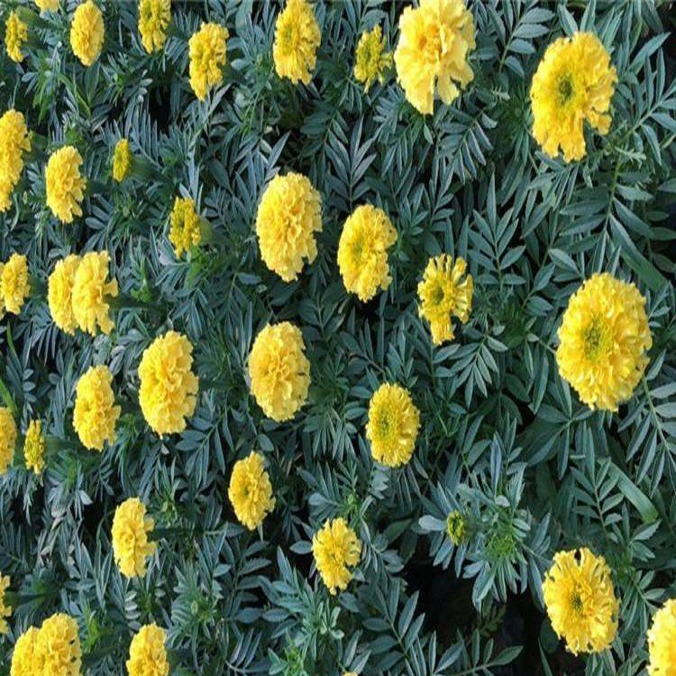 立即询价 联系企业 供应观赏南非万寿菊草花供应南非万寿菊夏杰花卉货到付款 1 0 95 0 9 100株起订 300株起订 500株起订 品牌 夏杰花卉 供货总量 株 发货期限 付款成功后3天内安排发货 产品信息 产品特征 时令草花名称 南非万寿菊 Space 立即询价 联系企业 供应观赏南非万寿菊草花供应南非万寿菊夏杰花卉货到付款 1 0 95 0 9 100株起订 300株起订 500株起订 品牌 夏杰花卉 供货总量 株 发货期限 付款成功后3天内安排发货 产品信息 产品特征 时令草花名称 南非万寿菊 Space