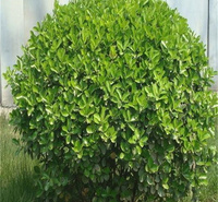 江瑞冬青球种植户 大叶黄杨球规格全 庭院绿化冬青球批发