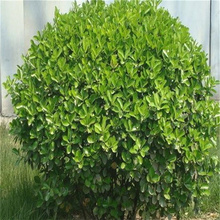 江瑞冬青球种植户 大叶黄杨球规格全 庭院绿化冬青球批发
