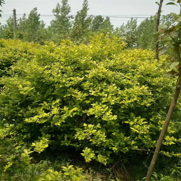 金叶女贞球种植基地 江瑞大量供应金叶女贞球 河北女贞球批发商