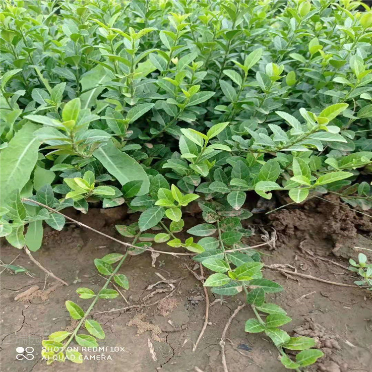 扶芳藤出售 河北扶芳藤现货供应 爬行卫矛种植户