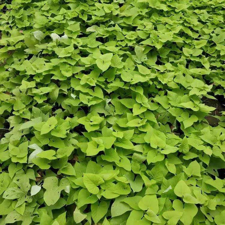 新疆黄金薯批发 金叶薯出售 花境用苗黄金薯基地