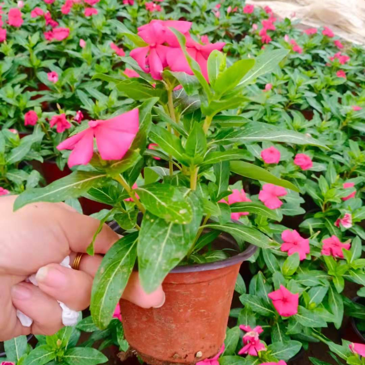 苗圃直供天天开 天天开批发 长春花