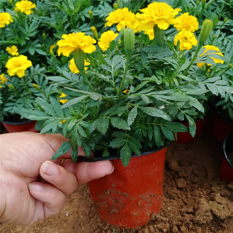 观花孔雀草 孔雀草培育 孔雀草基地出售