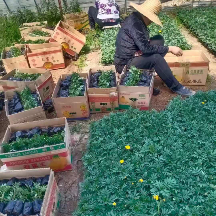 孔雀草小皮桶 孔雀草种植 孔雀草大量供应
