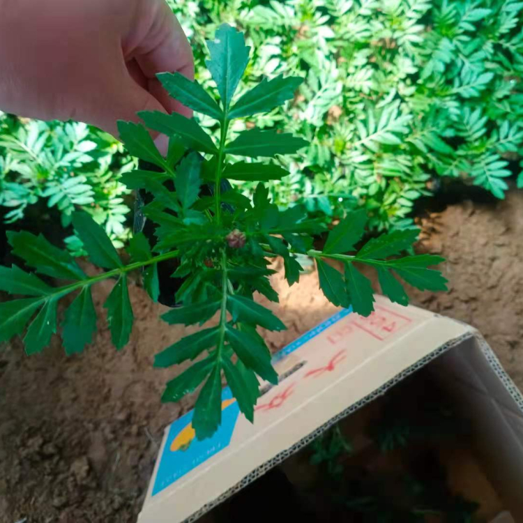 观花孔雀草 孔雀草出售 孔雀草大量供应