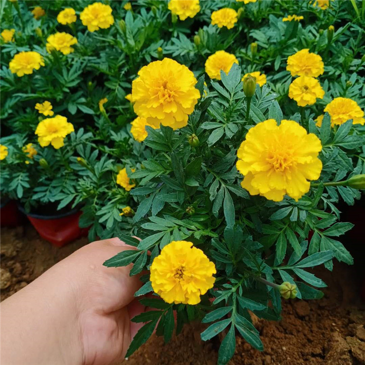 孔雀草盆栽 孔雀草供应商 孔雀草苗圃直供