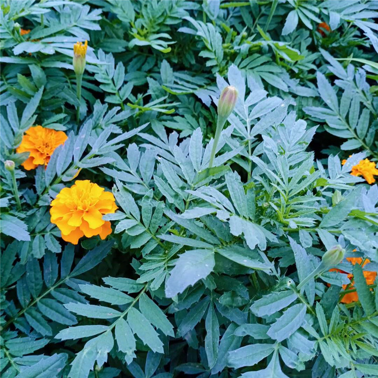 孔雀草 孔雀草供应 孔雀草苗圃直供