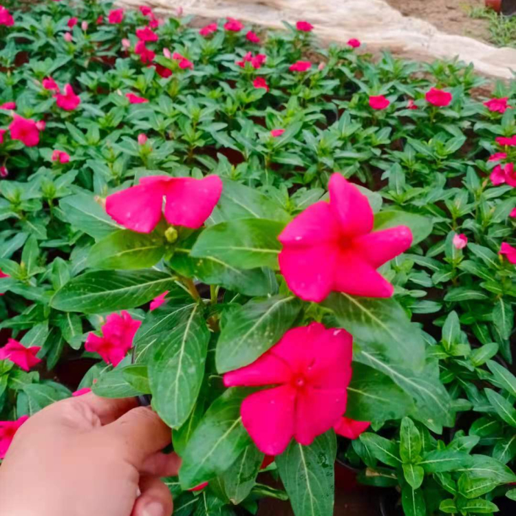 量大从优天天开 天天开种植 观花天天开