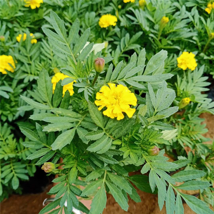 孔雀草盆栽 孔雀草种植 孔雀草苗圃直供