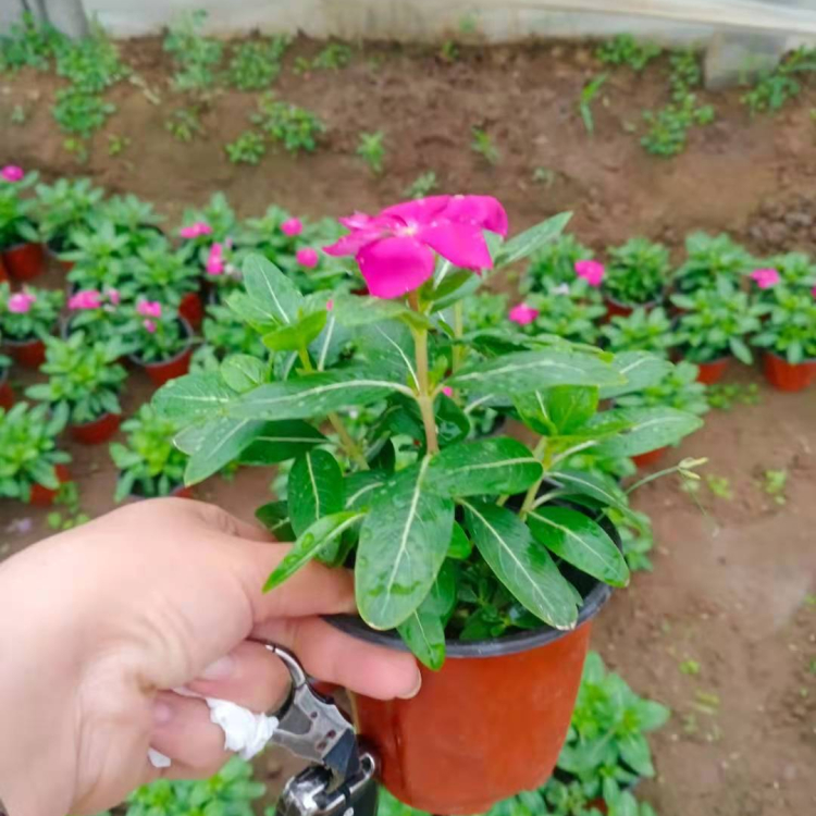 苗圃直供天天开 天天开基地 观赏天天开