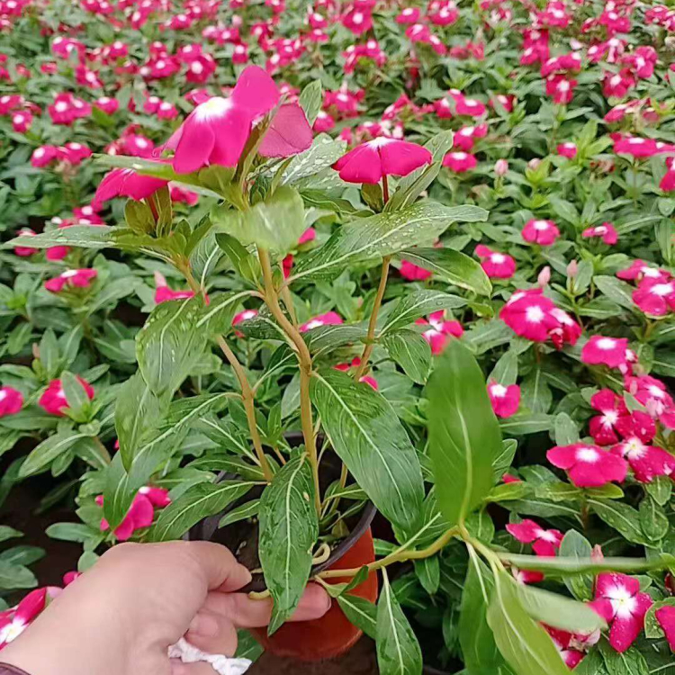 基地出售天天开 天天开种植基地 双色盆天天开