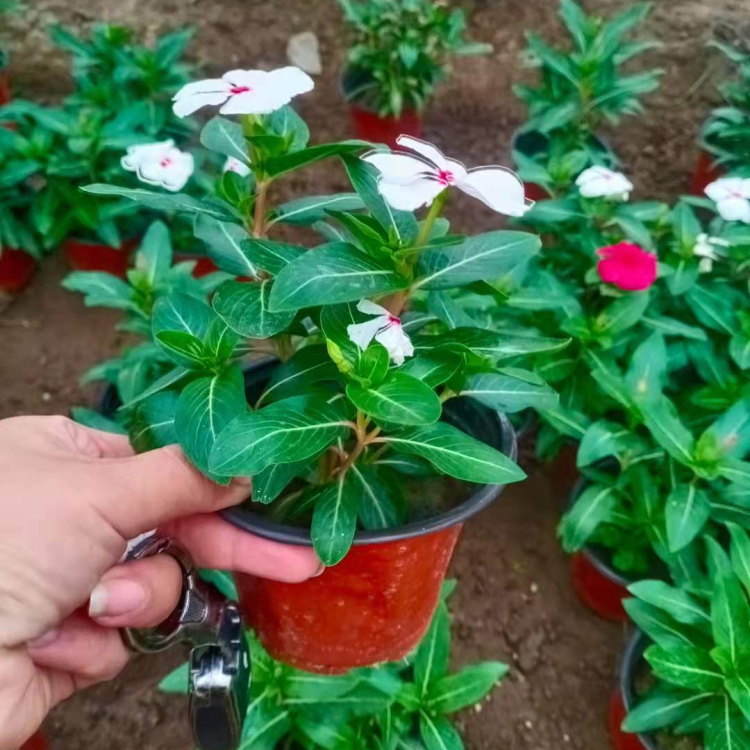 基地优惠直发天天开 天天开报价 小皮桶天天开