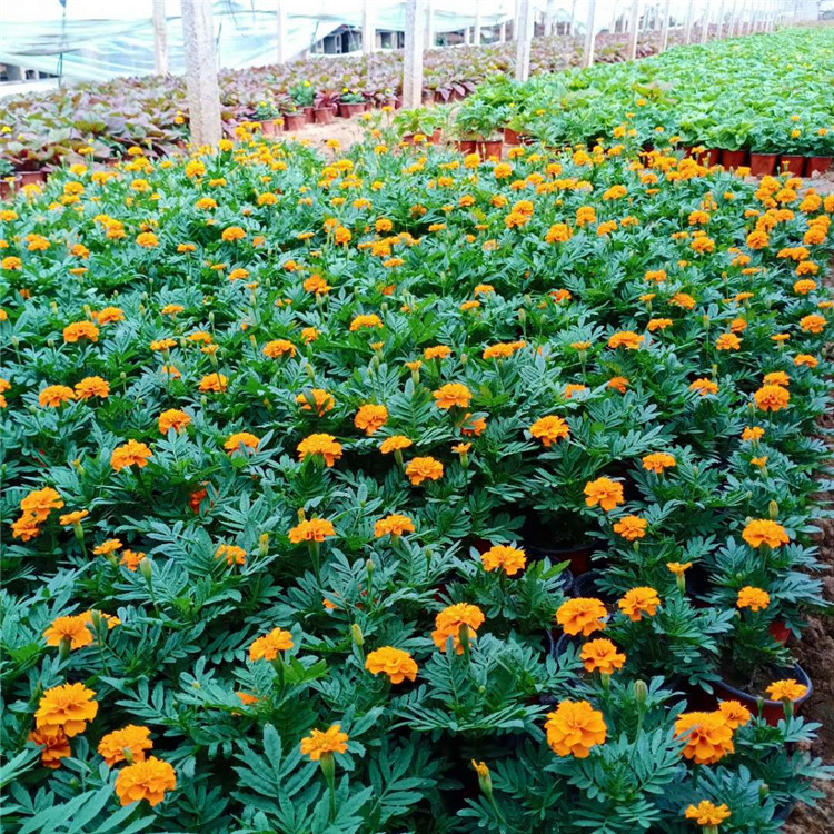 孔雀草 孔雀草培育基地 孔雀草直供