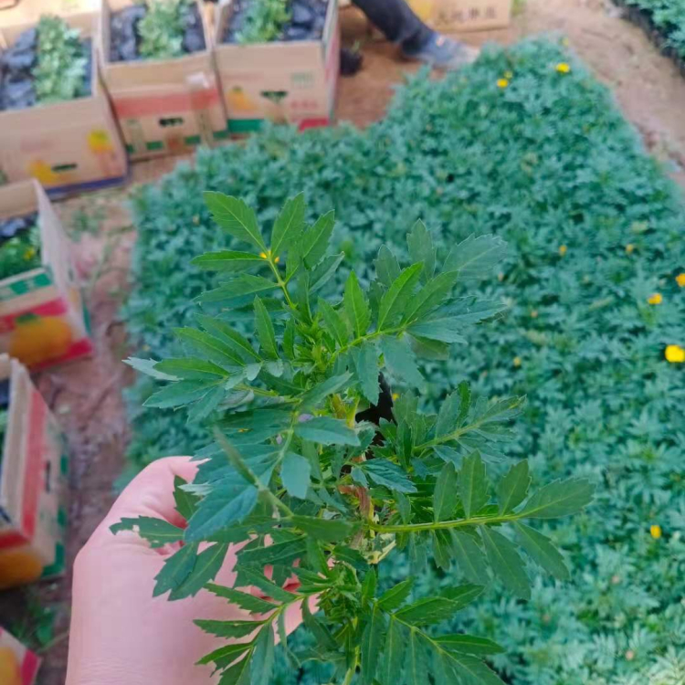 孔雀草 孔雀草批发报价 孔雀草基地优惠直发