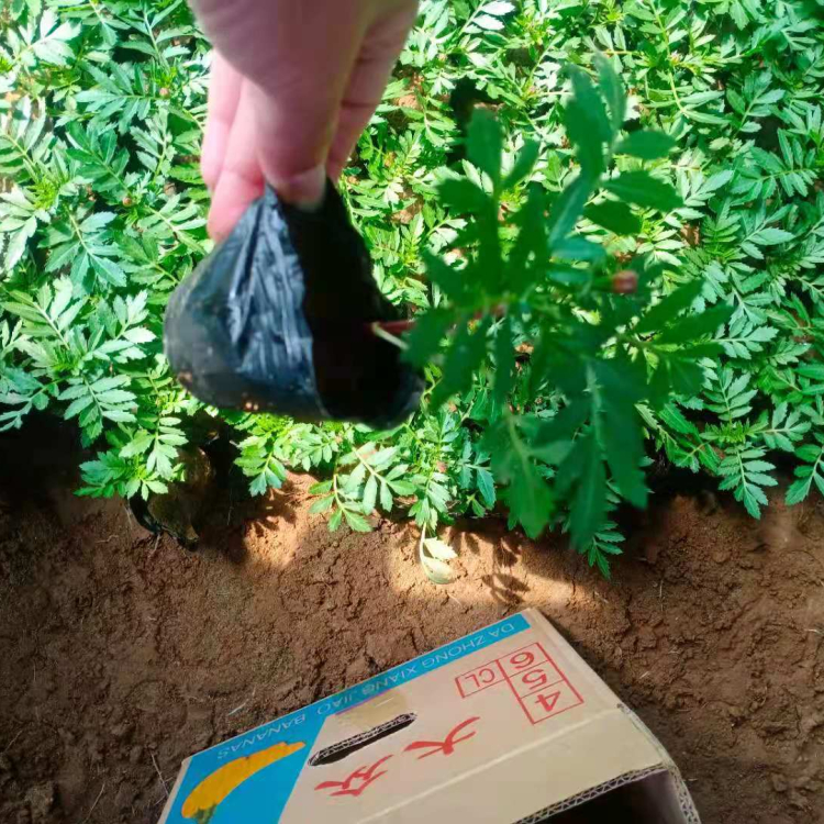 观花孔雀草 孔雀草培育 孔雀草苗圃直供