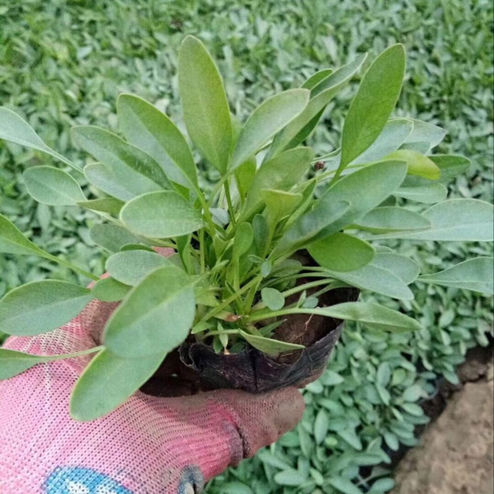 大花金鸡菊基地 森瑜种植大花金鸡菊 来电咨询