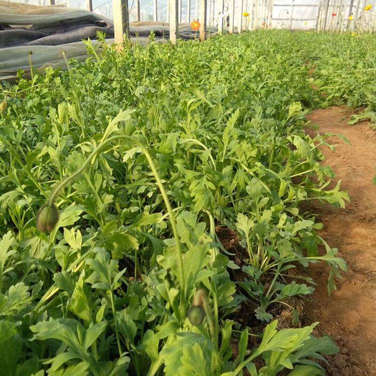 森瑜冰岛虞美人 森瑜花卉 冰岛虞美人批发基地