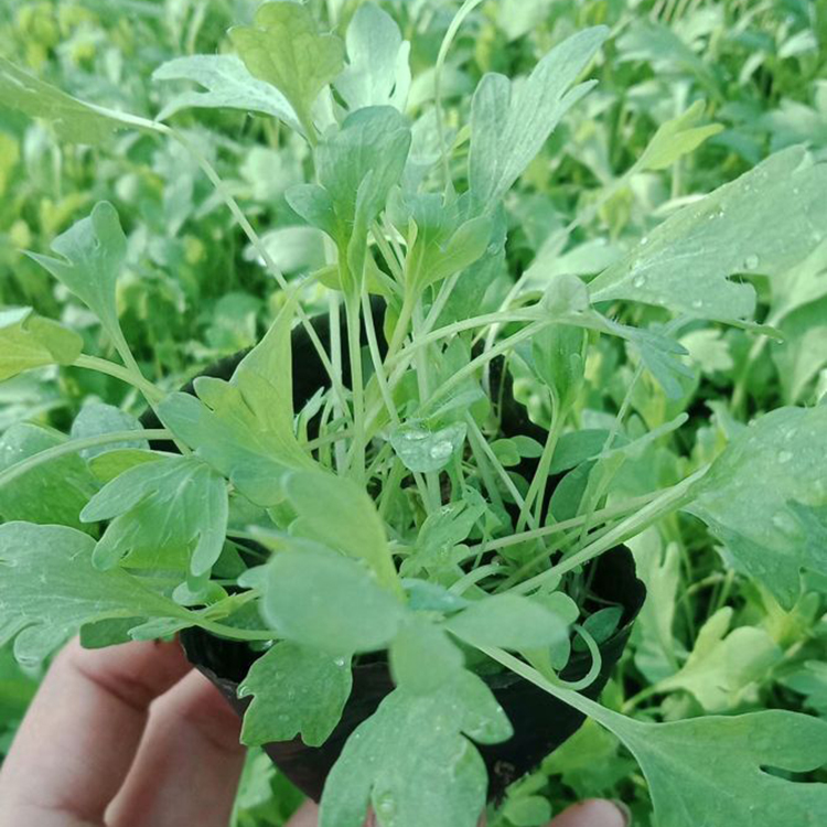 冰岛虞美人带盆发货 批量销售 冰岛虞美人批发基地