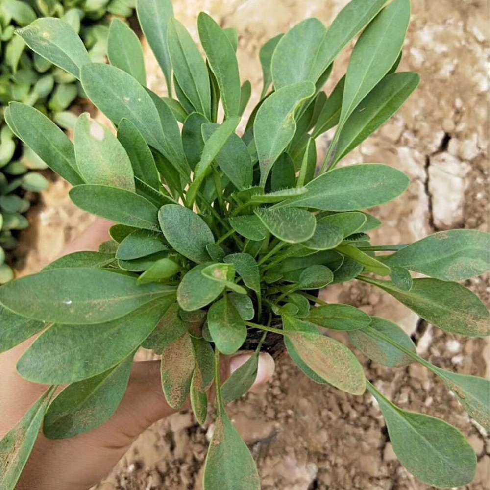 山东金鸡菊 金鸡菊培育基地 易栽培