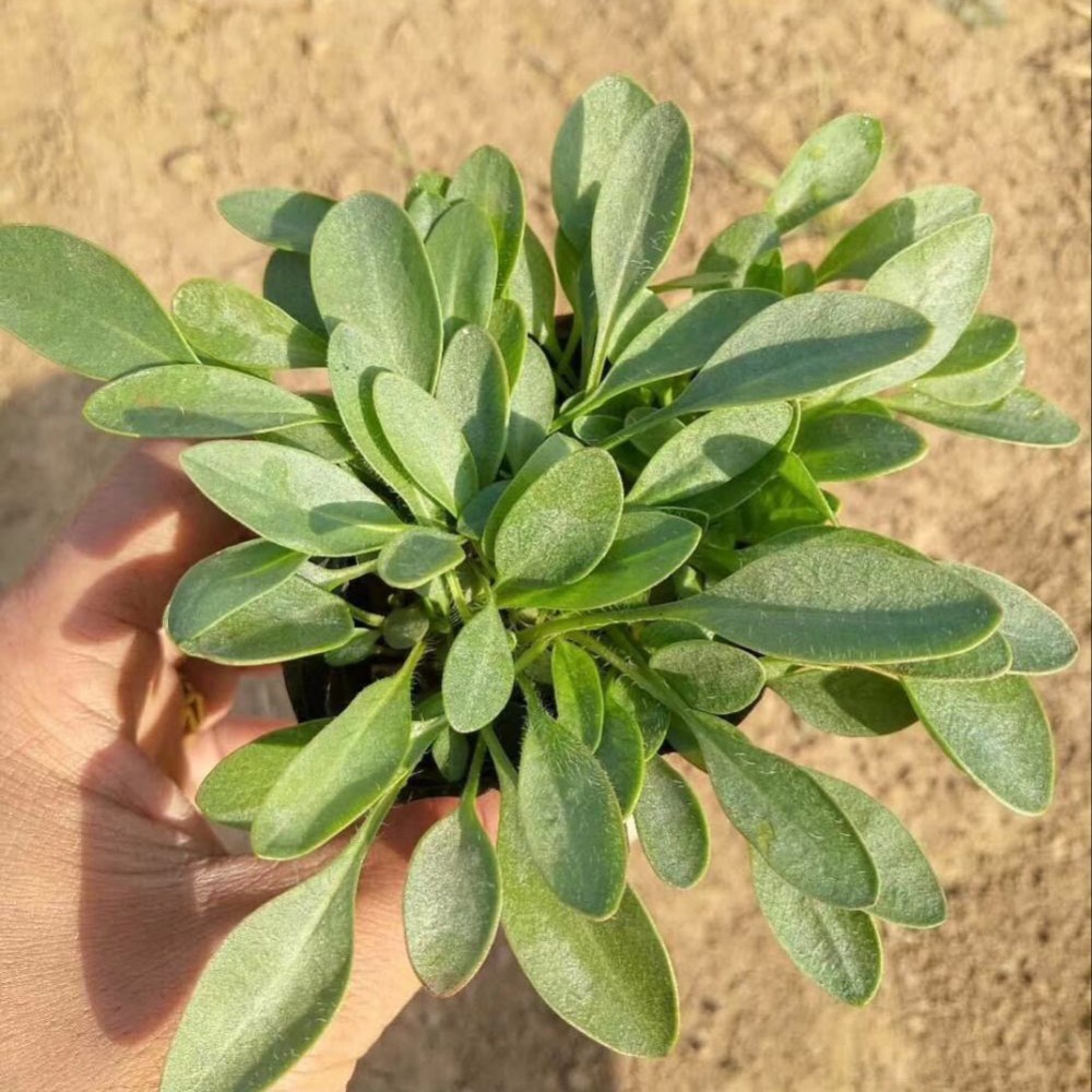 大花金鸡菊基地 森瑜供应大花金鸡菊 来电咨询