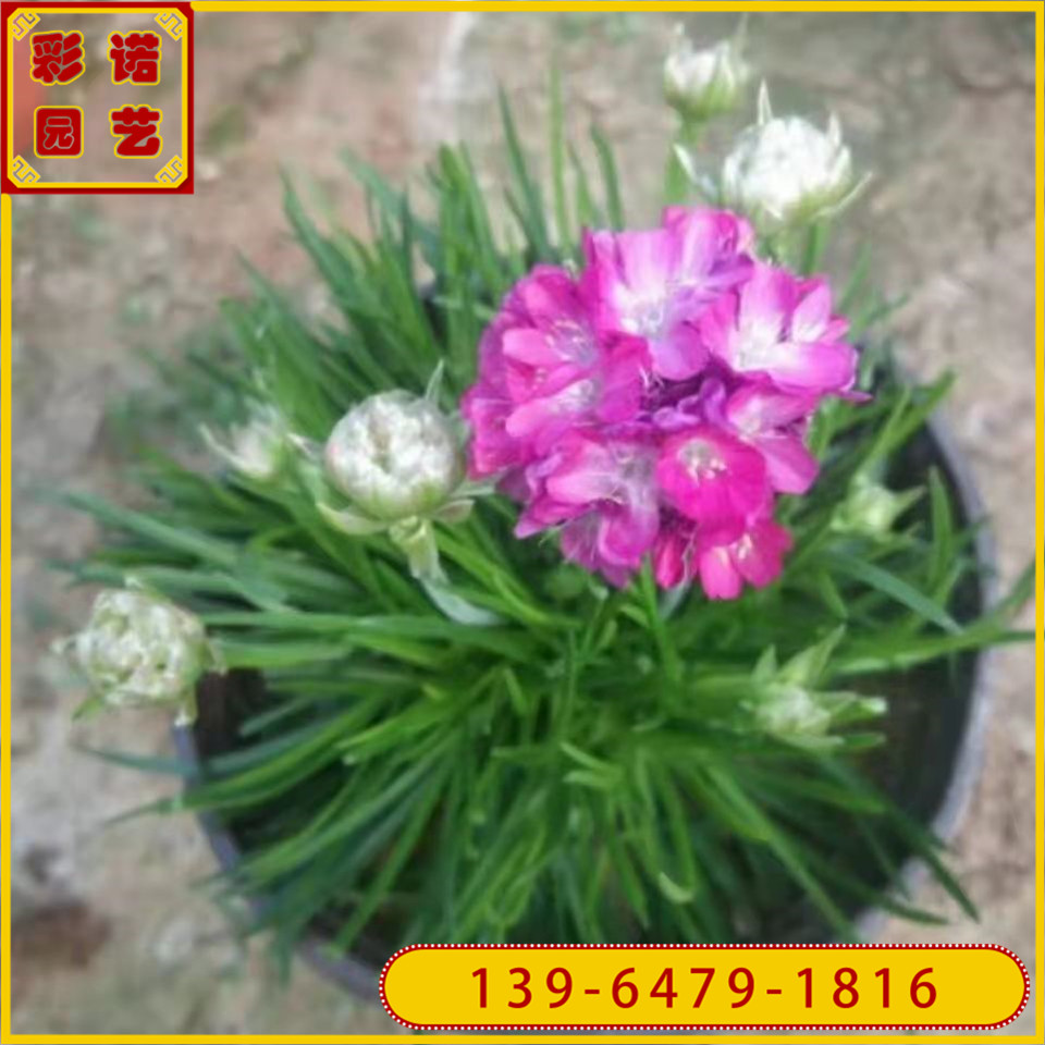 批发海石竹草双色杯苗 海石竹花苗 青州四季石竹种植户 