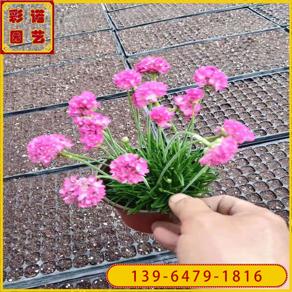 批发草花卉种子 海石竹盆栽供应 海石竹小苗种植基地
