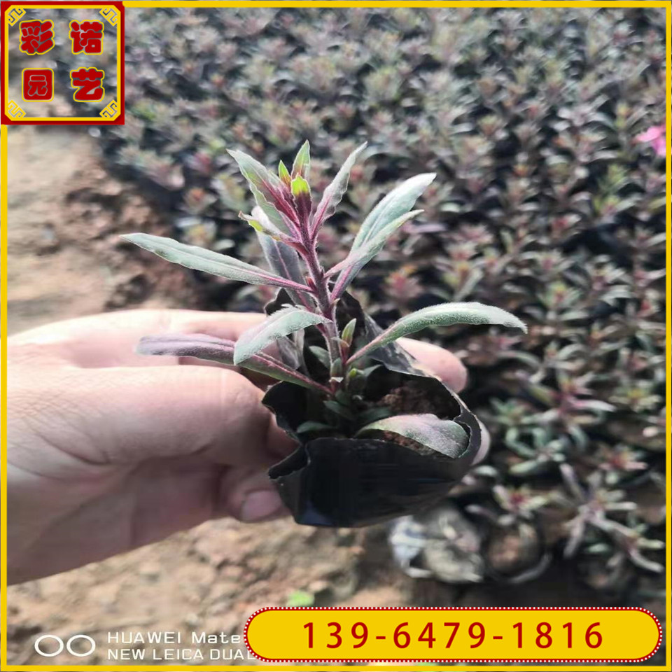 红花山桃草小黑杯苗价格 千鸟花种子供应商 山东花卉基地种植销售