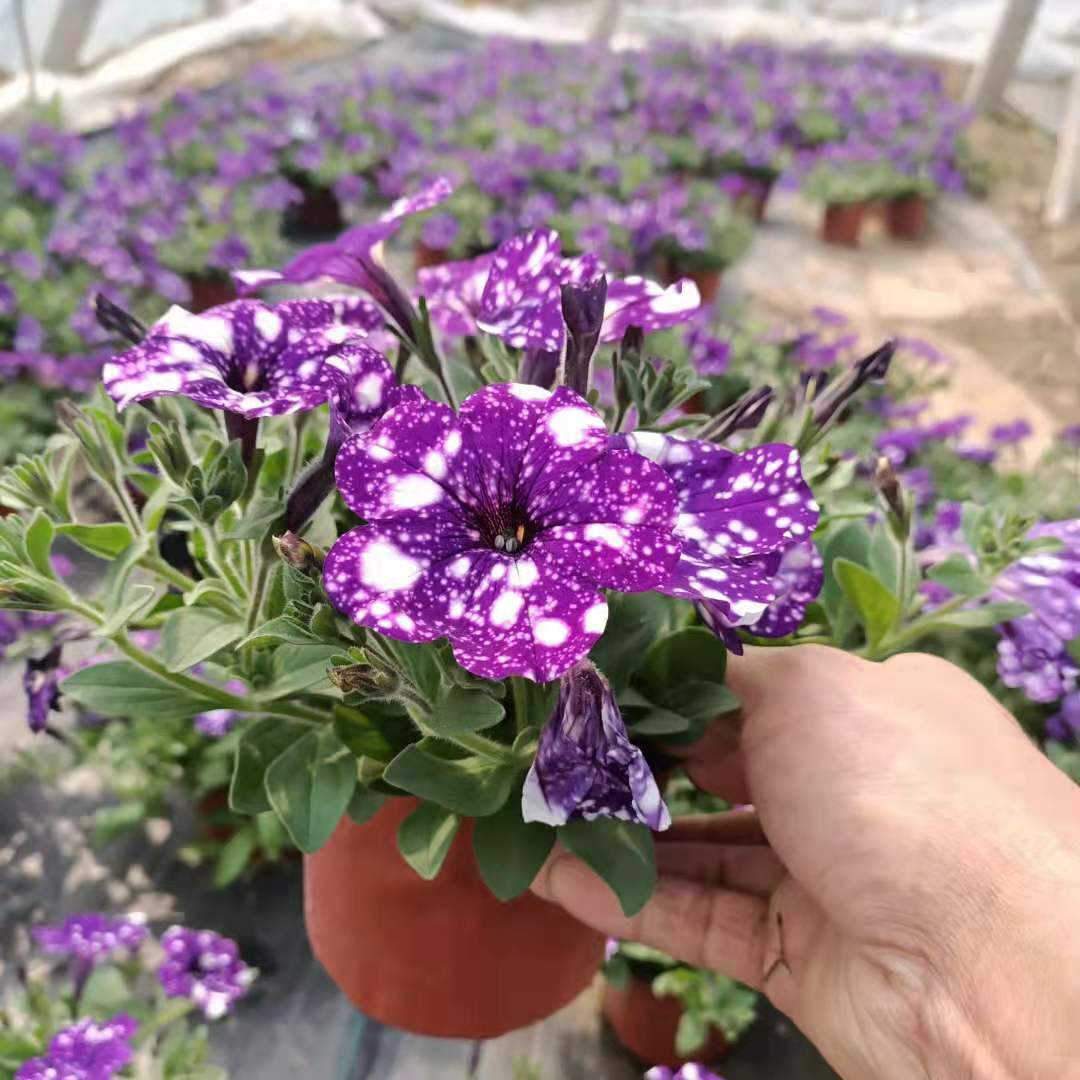 矮牵牛盆栽 矮牵牛基地 欢迎预定矮牵牛花苗