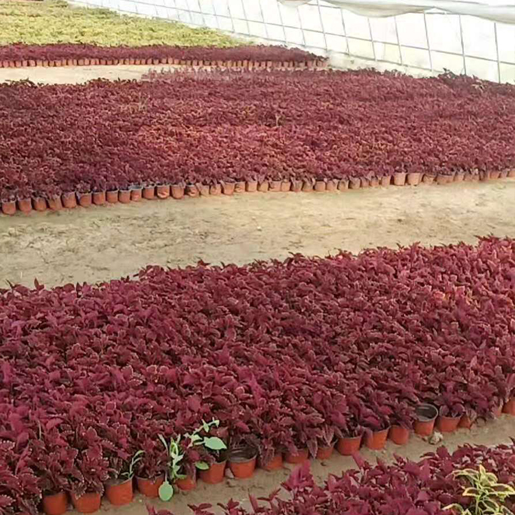 双色盆彩叶草 优良彩叶草直供 彩叶草直供