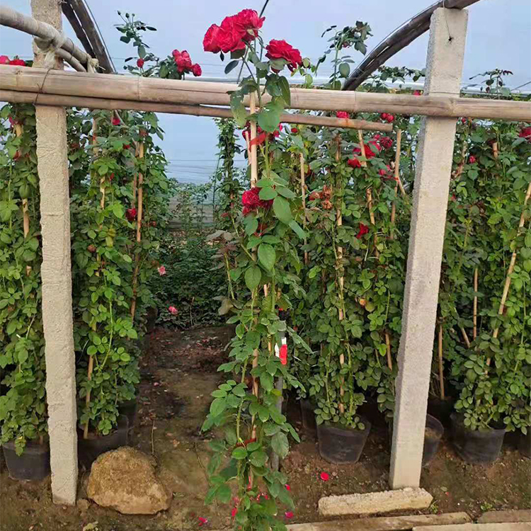 种植大花月季基地 大花月季小苗价格 好成活大花月季花苗