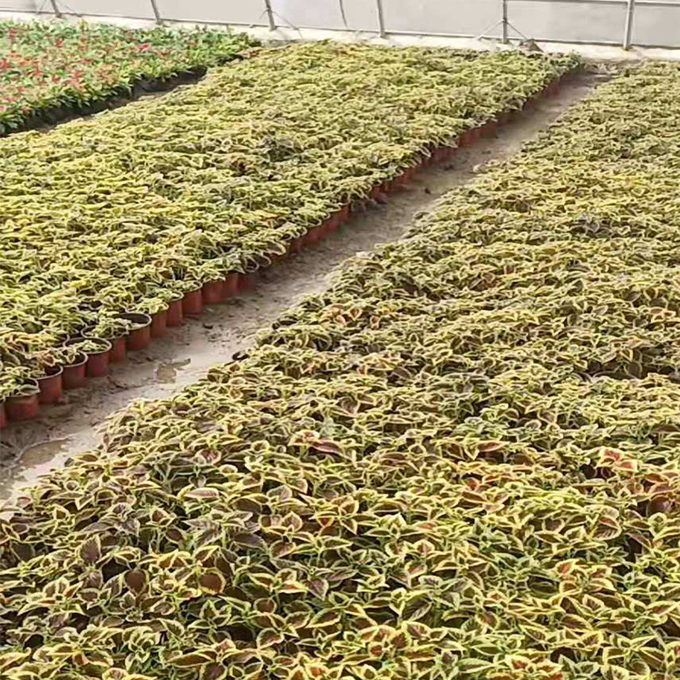 彩叶草盆栽 批发销售彩叶草 彩叶草直供