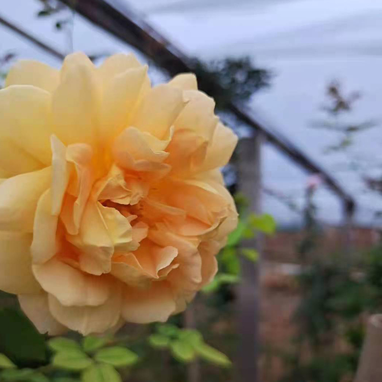 种植大花月季基地 月季花苗种植培育 优价直供大花月季