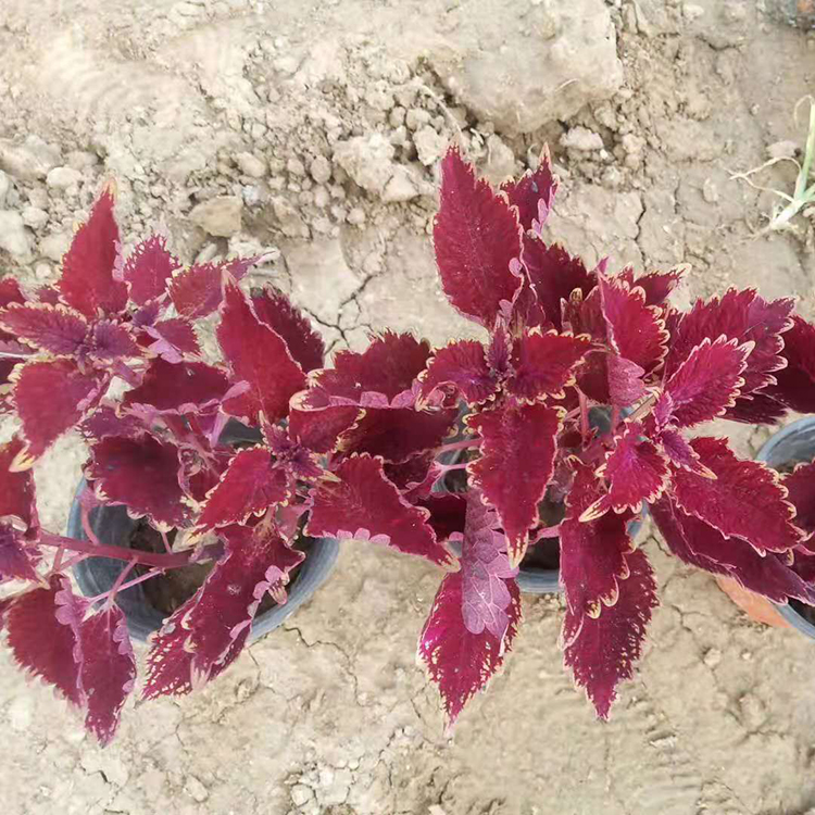 双色盆彩叶草 彩叶草价格 彩叶草供应