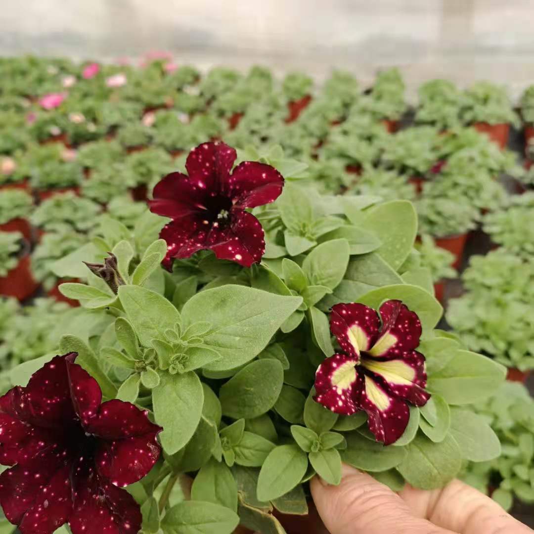 矮牵牛花苗 矮牵牛报价 矮牵牛种苗行情
