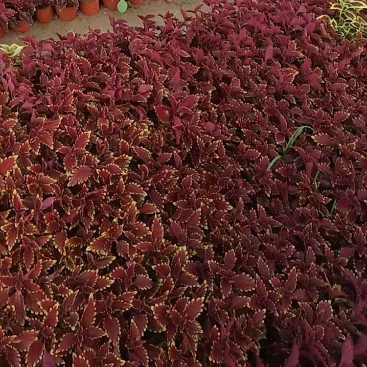 双色盆彩叶草 天一花卉 喜阳彩叶草