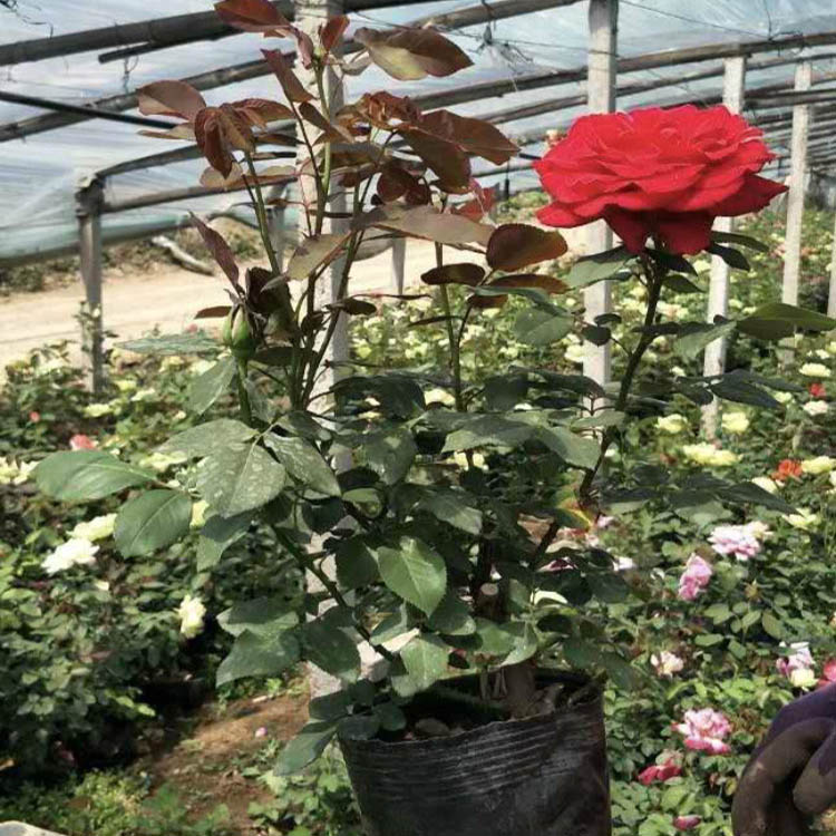 大花月季培育 月季花苗种植培育 优价直供大花月季