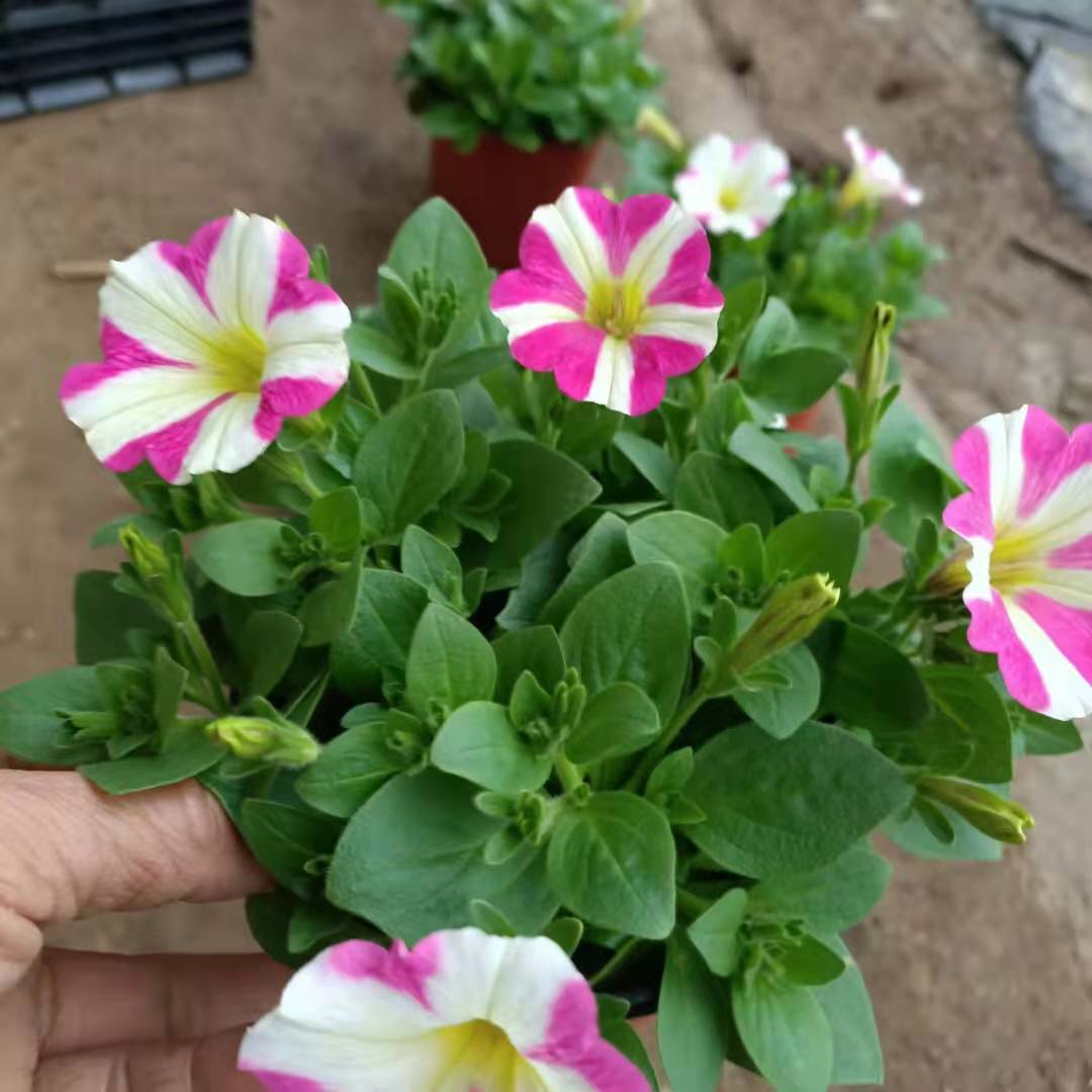 矮牵牛盆栽 矮牵牛供货商 欢迎预定矮牵牛花苗