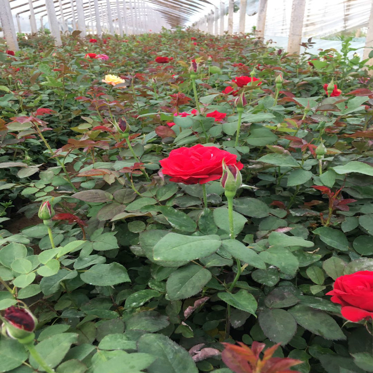 大花月季基地 月季花苗种植培育 大花月季批发商