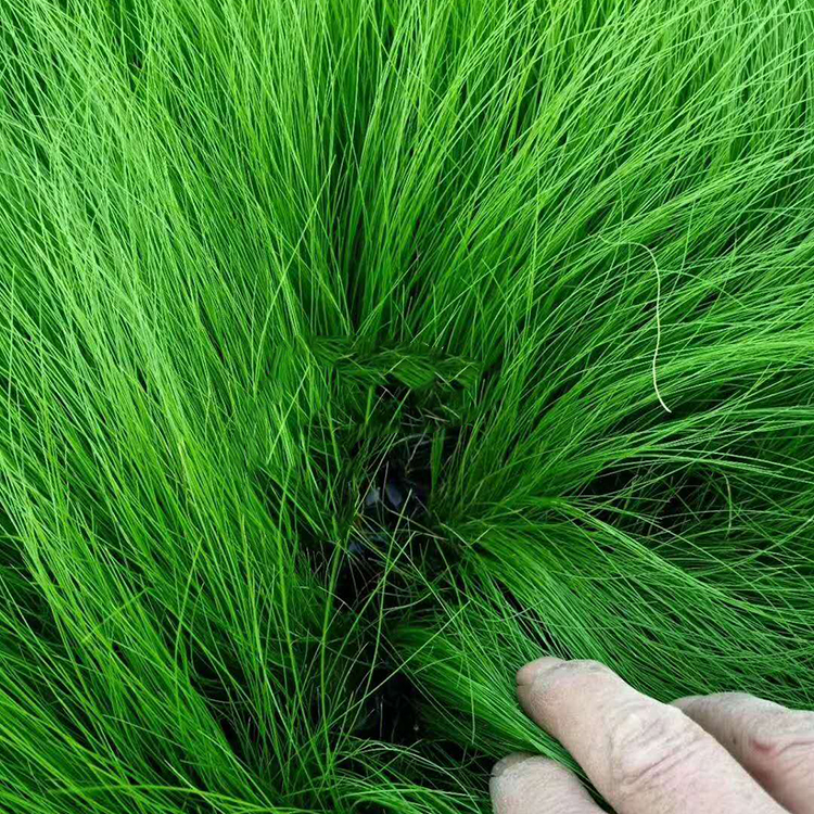 价格实惠 细叶针茅 细叶针茅批发商