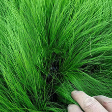 价格实惠 细叶针茅 细叶针茅批发商