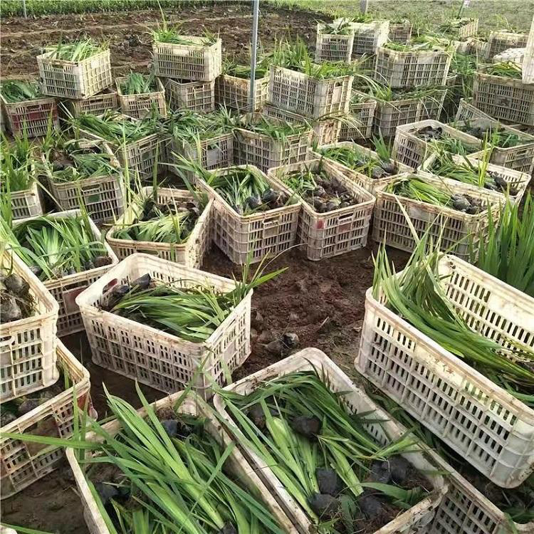 量大优惠 黄菖蒲 青州水生鸢尾价格