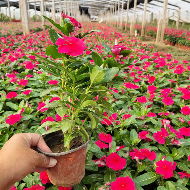 花农自营 长春花 天天开价格
