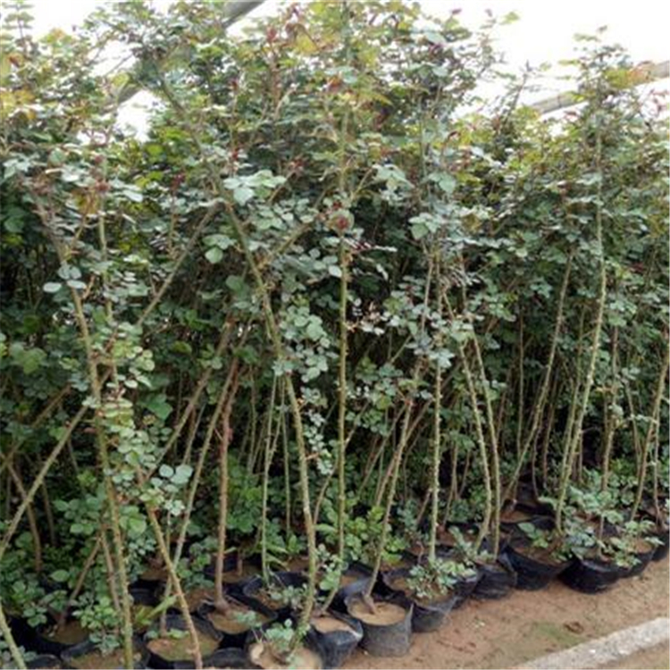 藤本月季种植基地 山东藤本月季 基地供应