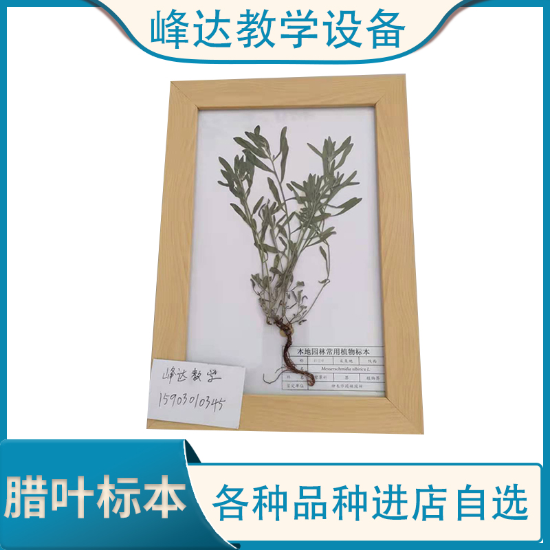 标本制作厂家  蜡叶标本  实木框花草标本 植物腊叶标本 植物干制标本 峰达教学专业团队