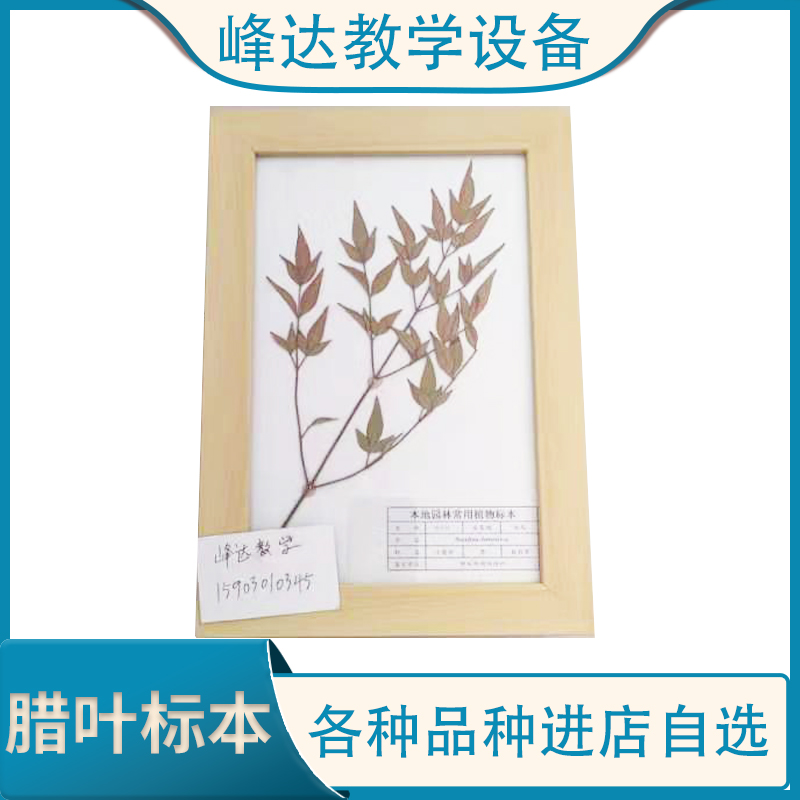 厂家批发 实木框花草标本 植物教学标本 装饰标本