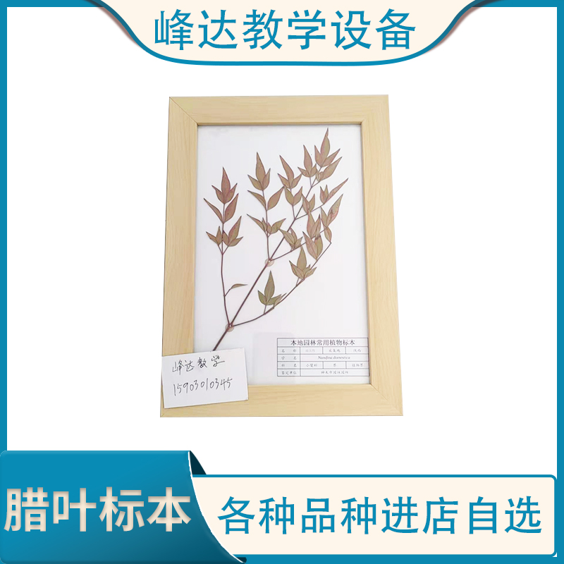厂家直供 植物标本 植物教学标本 植物干制标本