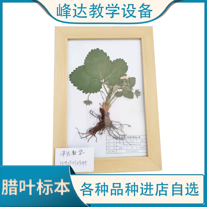 峰达销售标本 腊叶标本 植物腊叶标本 花植物标本